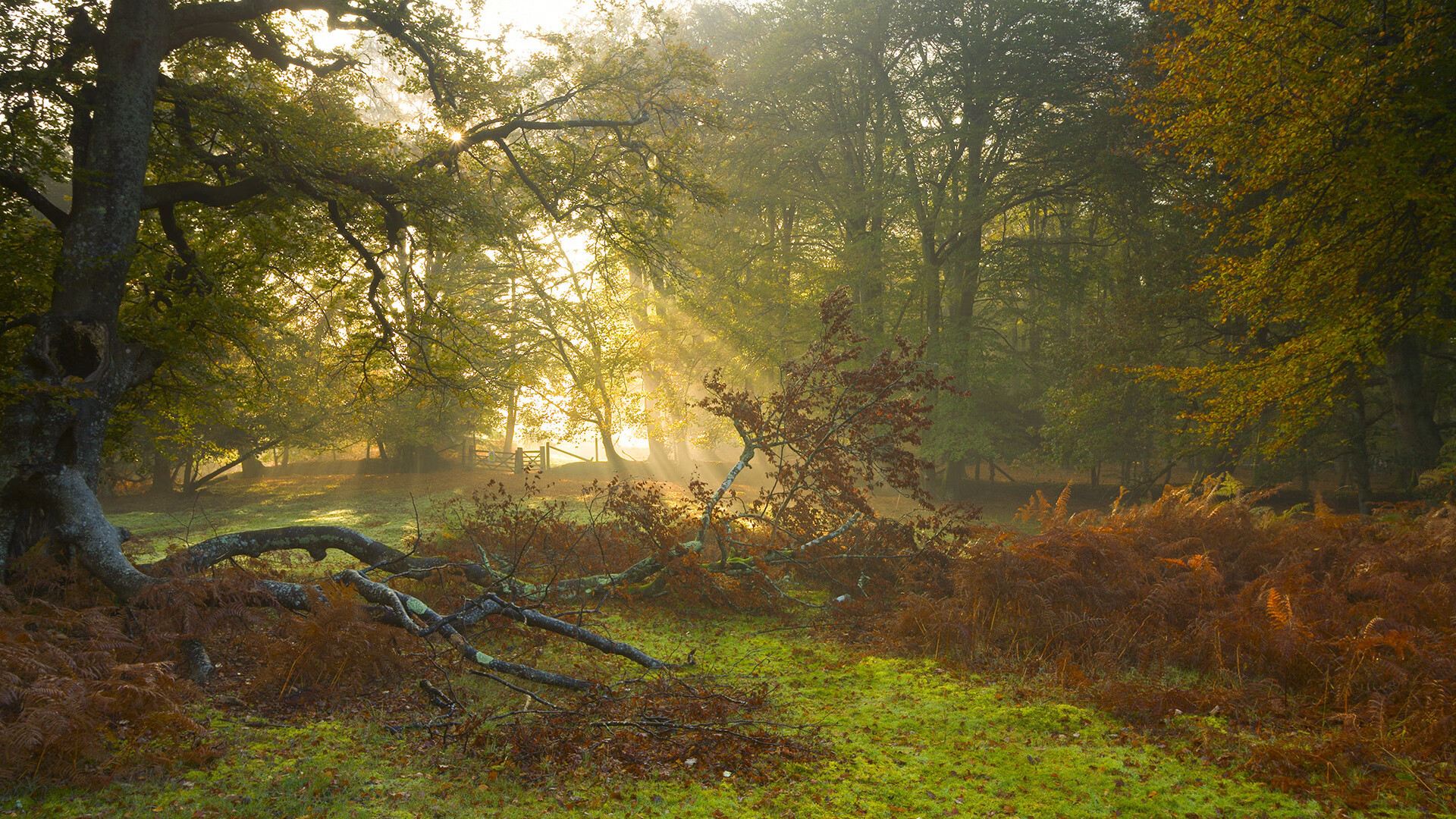 黑白直播nba在线观看-今天斩落黄蜂，明天接管世界，马克西的双面人生