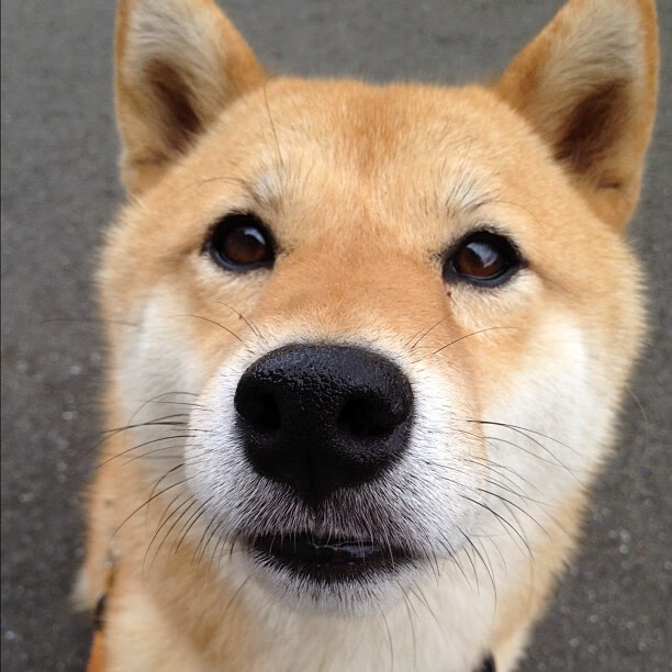 黑白直播免费体育直播-安哥拉制霸北美？卡马文加关键一击撕裂加拿大防线的背后