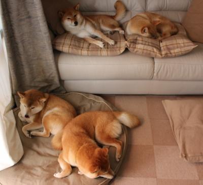 库里三分雨浇灭森林狼，窒息防守下的40分封神之战