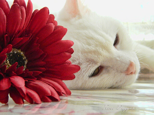 阿克惊艳单节打崩乌拉圭，澳洲袋鼠的篮球交响中，一个少年指挥官的崛起