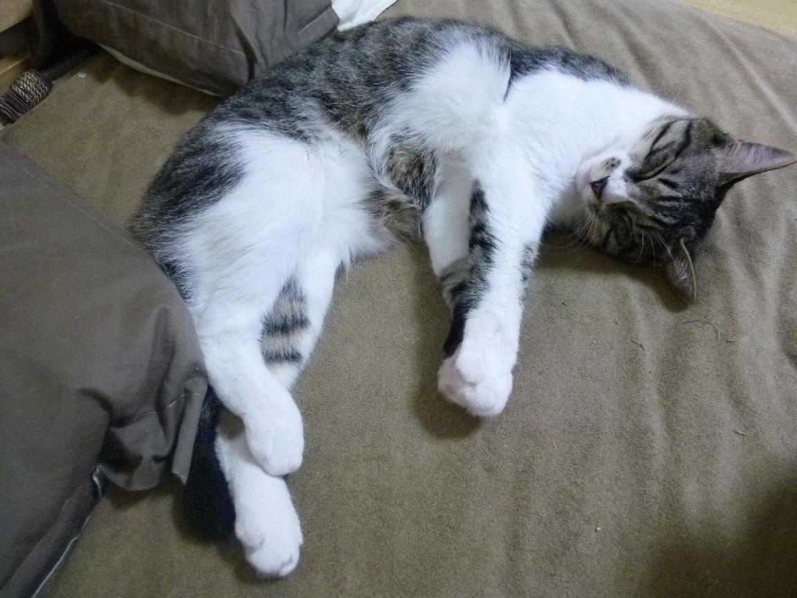 黑白直播nba-一剑封喉！绿军压哨绝杀奇才，浓眉独木难支难阻败局