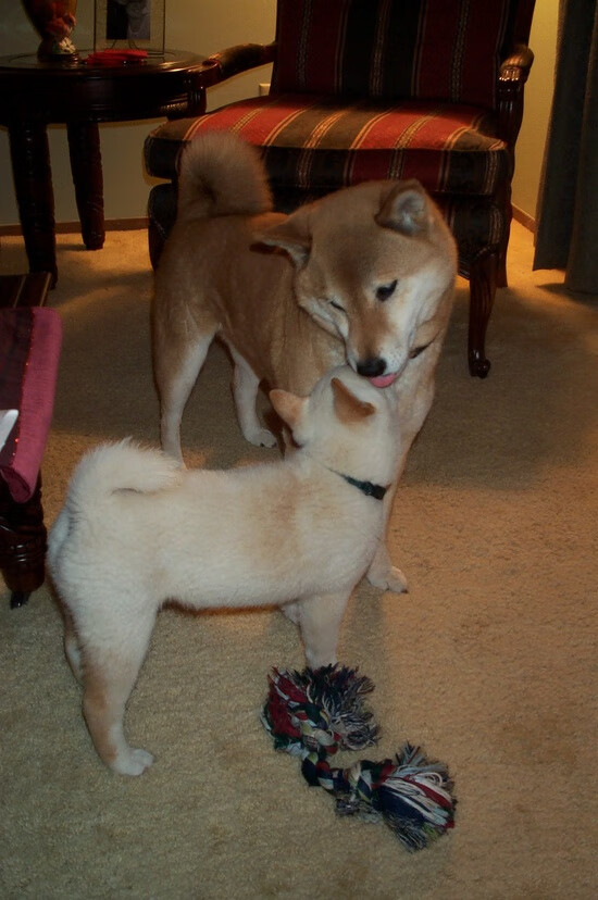 黑白直播-奥利维耶绝杀引爆安菲尔德，利物浦淘汰赛过关曼联