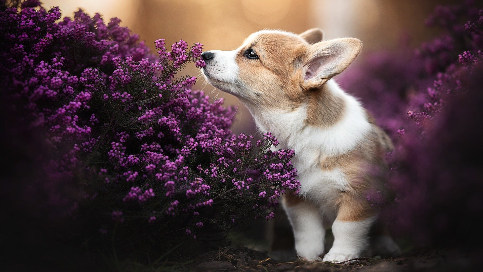 黑白直播-意式快刀斩西甲细活，亚特兰大如何将比利亚雷亚尔拖入自己的战场