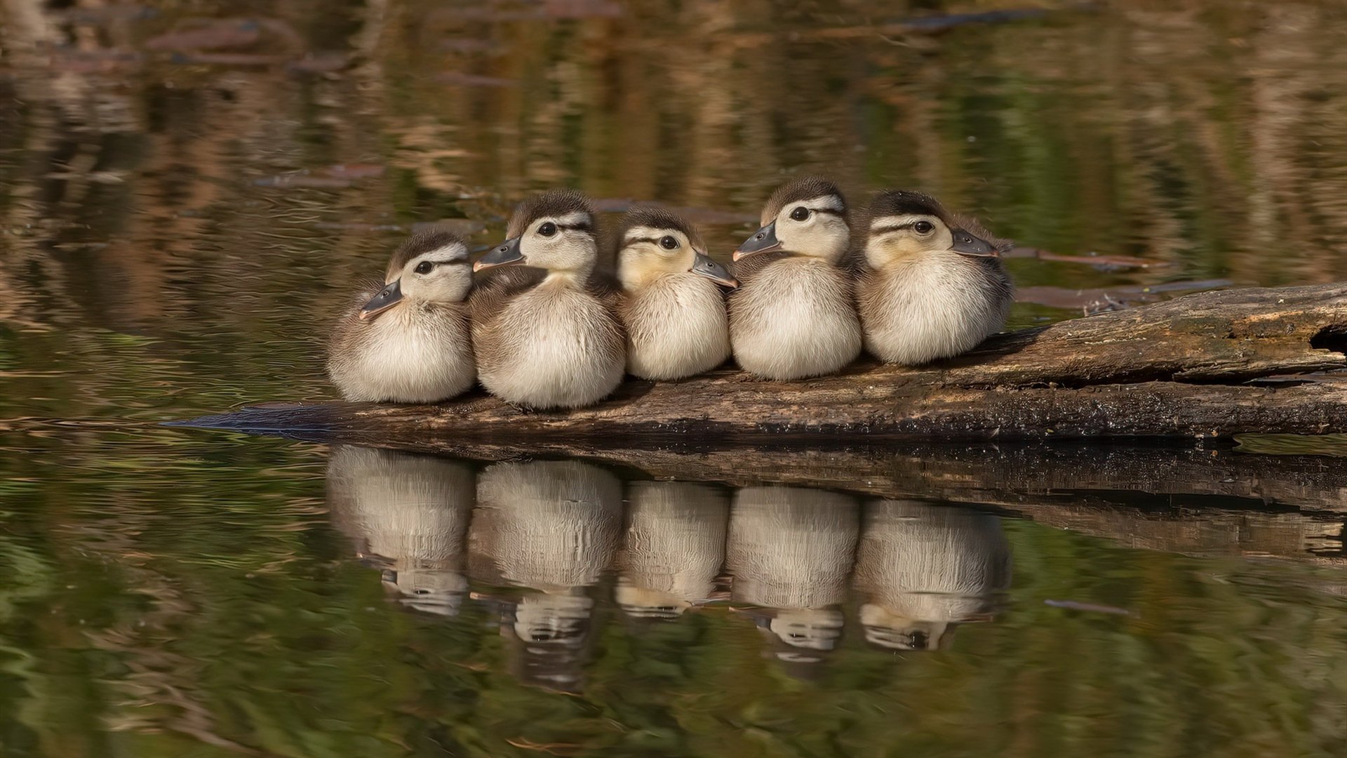 独行的英雄与连接的火焰，当锡安与独行侠在关键时刻选择挺身而出