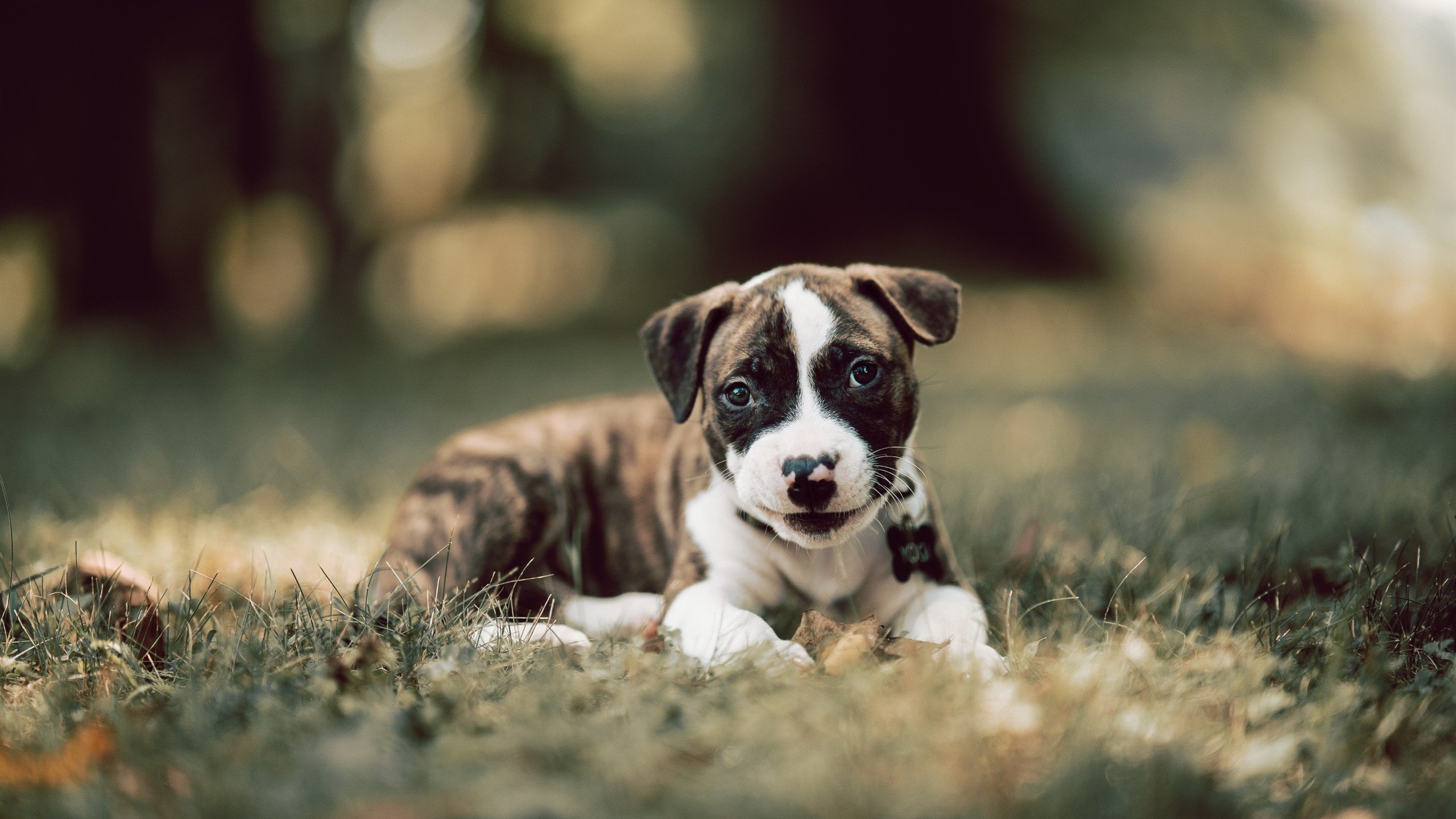 西决生死战焦点对决，多特蒙德强势踏平洪都拉斯，晋级之路再无悬念