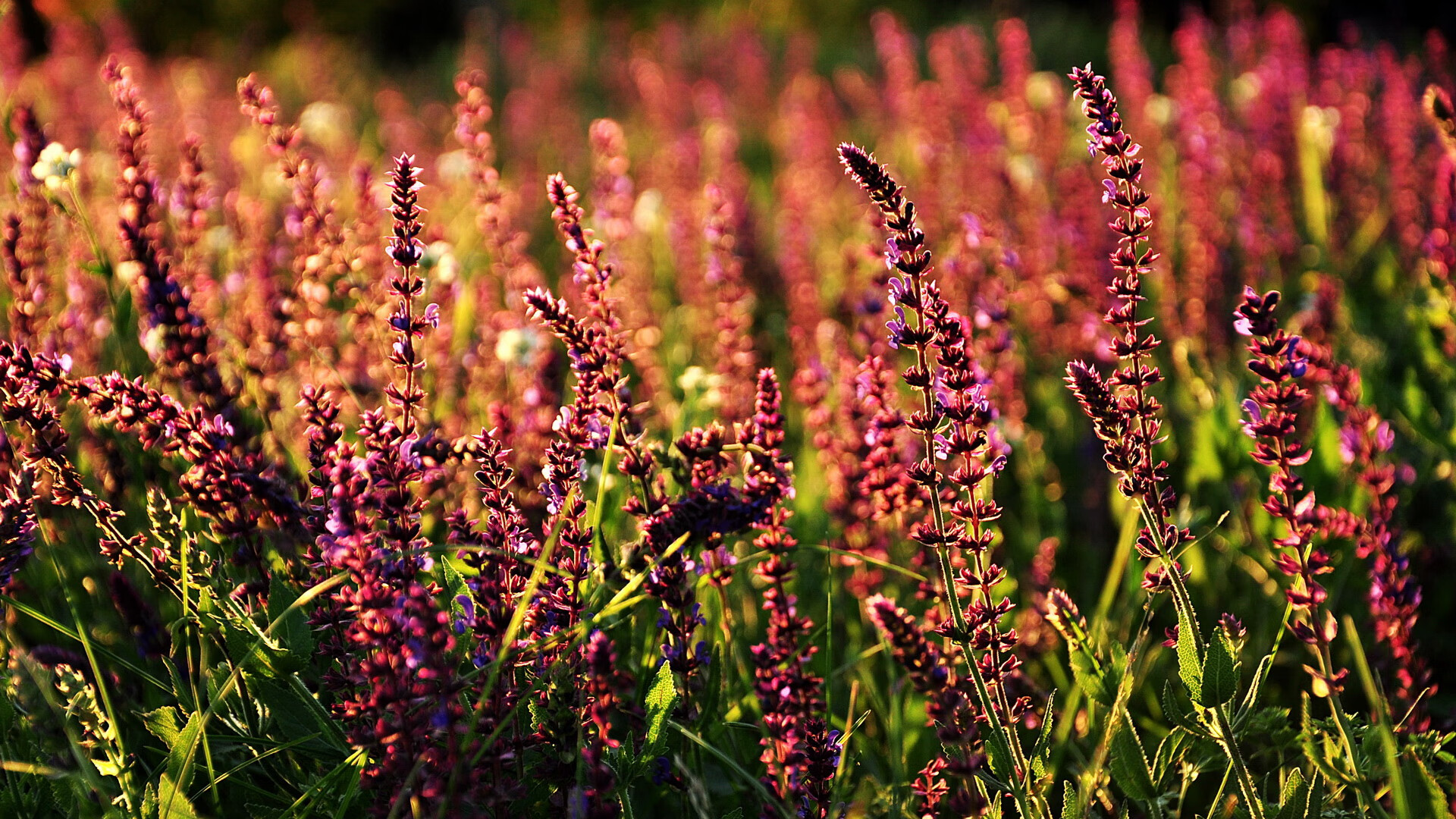 黑白直播-神锋觉醒！苏亚雷斯引爆意甲不眠夜