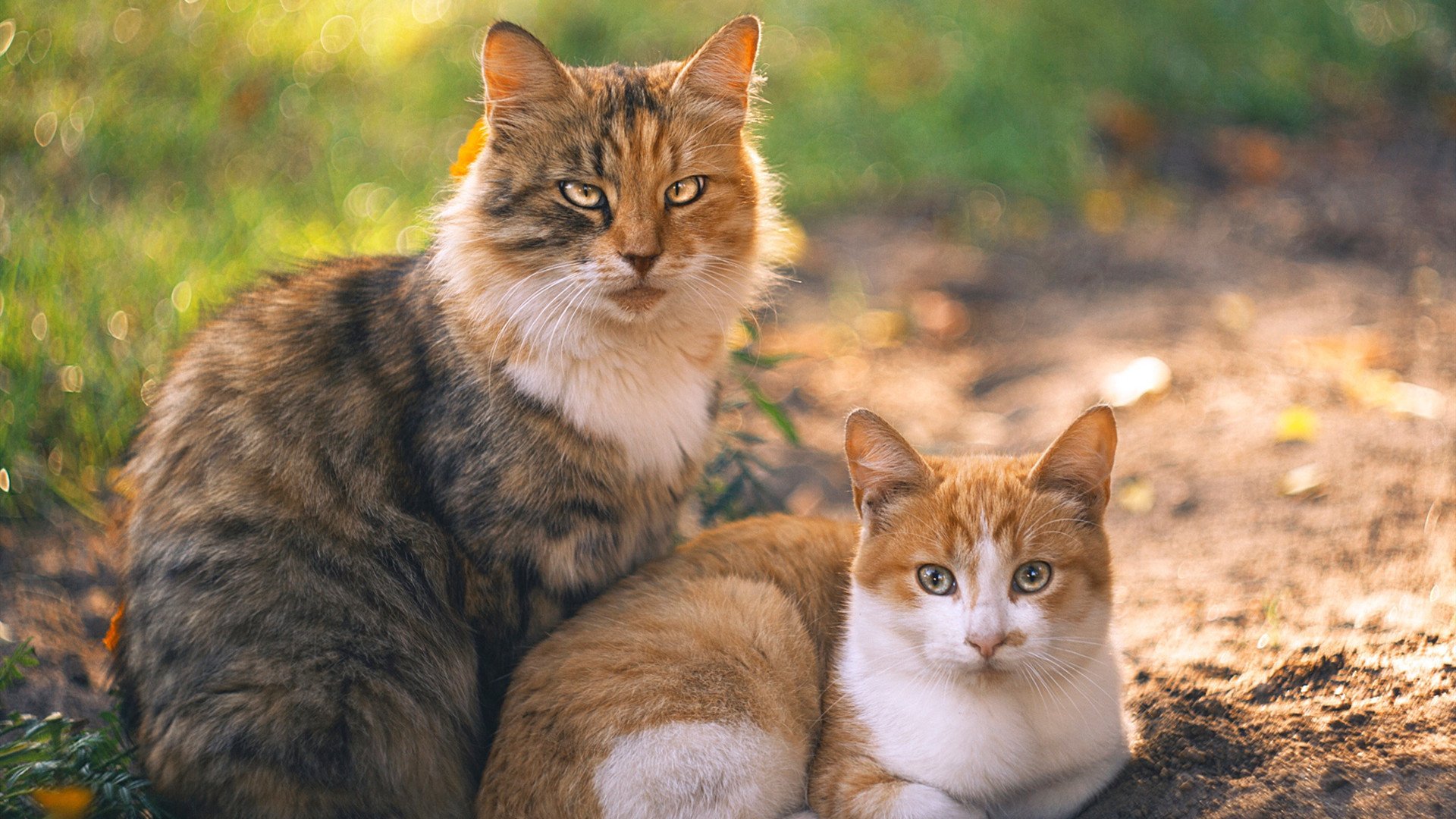 逆转之夜，阿森纳如何在比利时土地上演欧冠奇迹