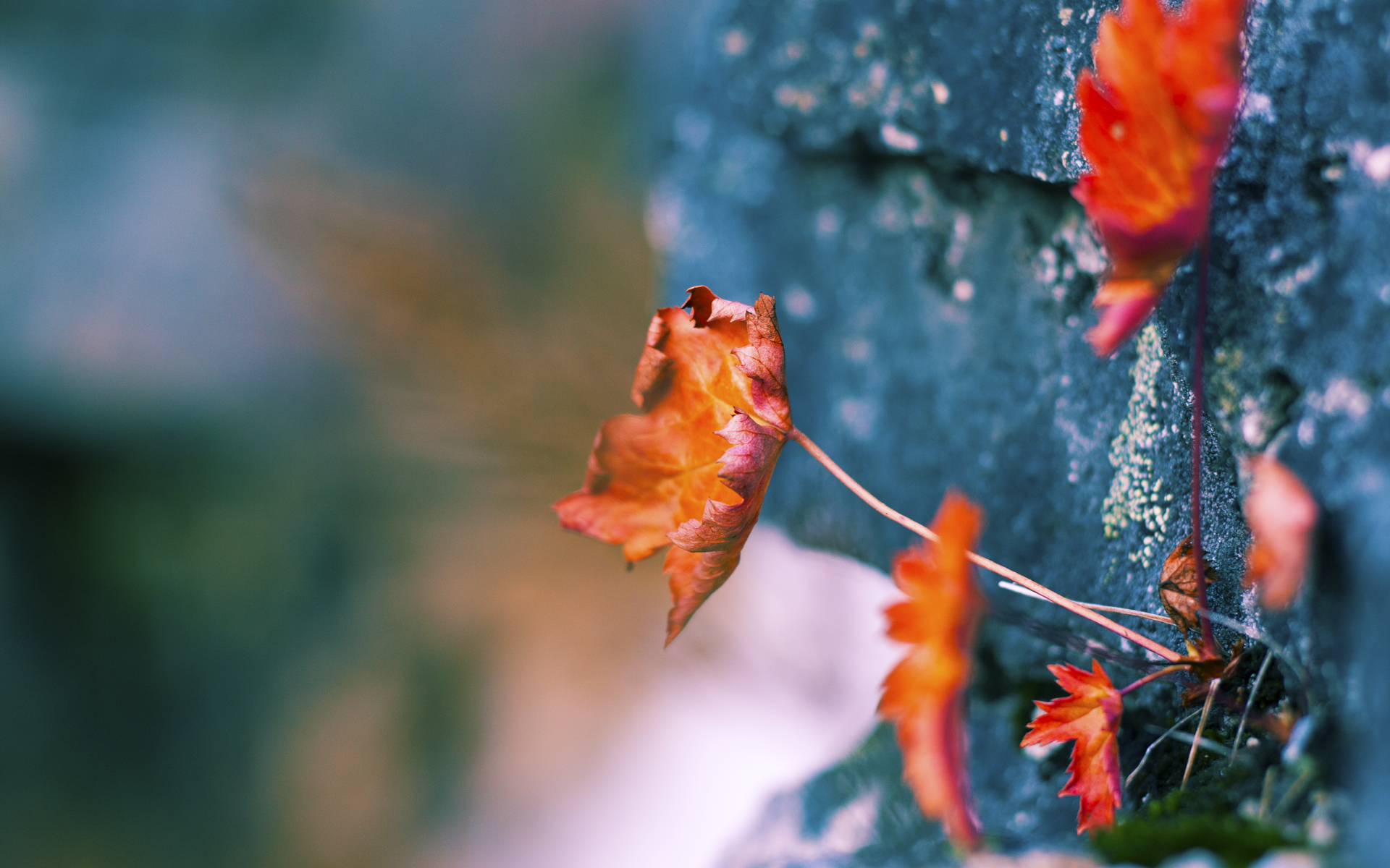 美加墨世界杯焦点战精神点燃CBA巅峰对决，新疆队争冠战强势胜出辽宁队