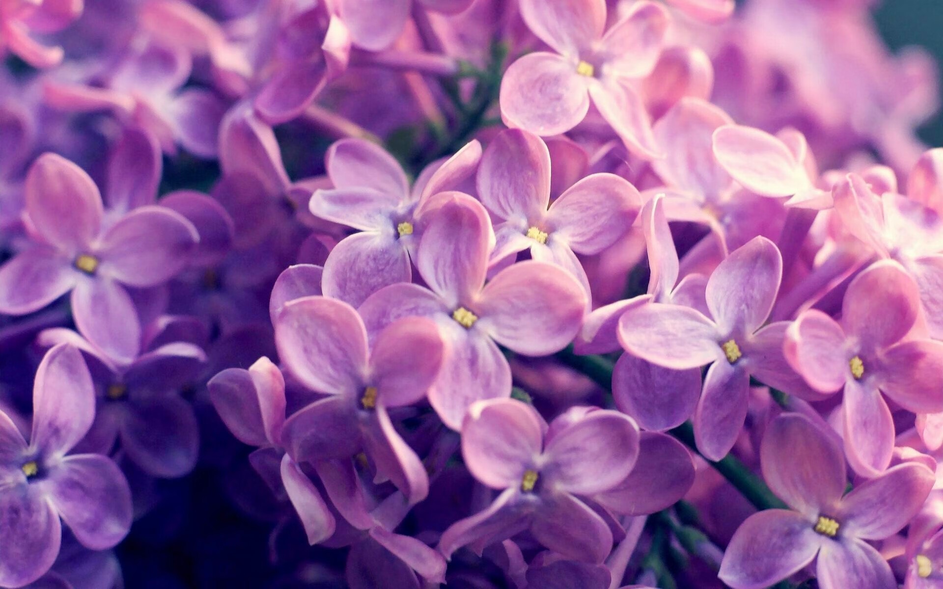 克瓦拉茨赫利亚，大场面先生的传奇之夜，西班牙一波带走马德里竞技