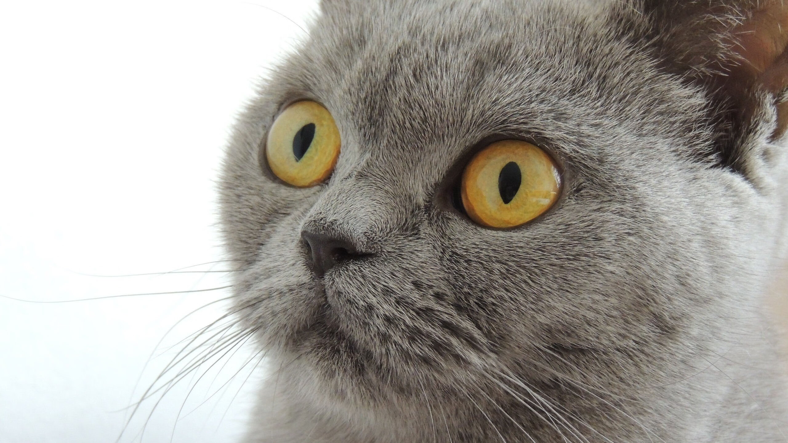 铁血王权，国王用锁链绞杀湖人，利拉德以神剑封喉