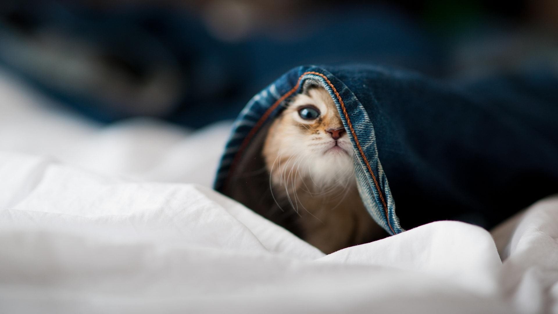 黑白直播在线观看-当东方团队篮球遇到美式孤胆英雄，爱德华兹的不手软刺穿体系神话