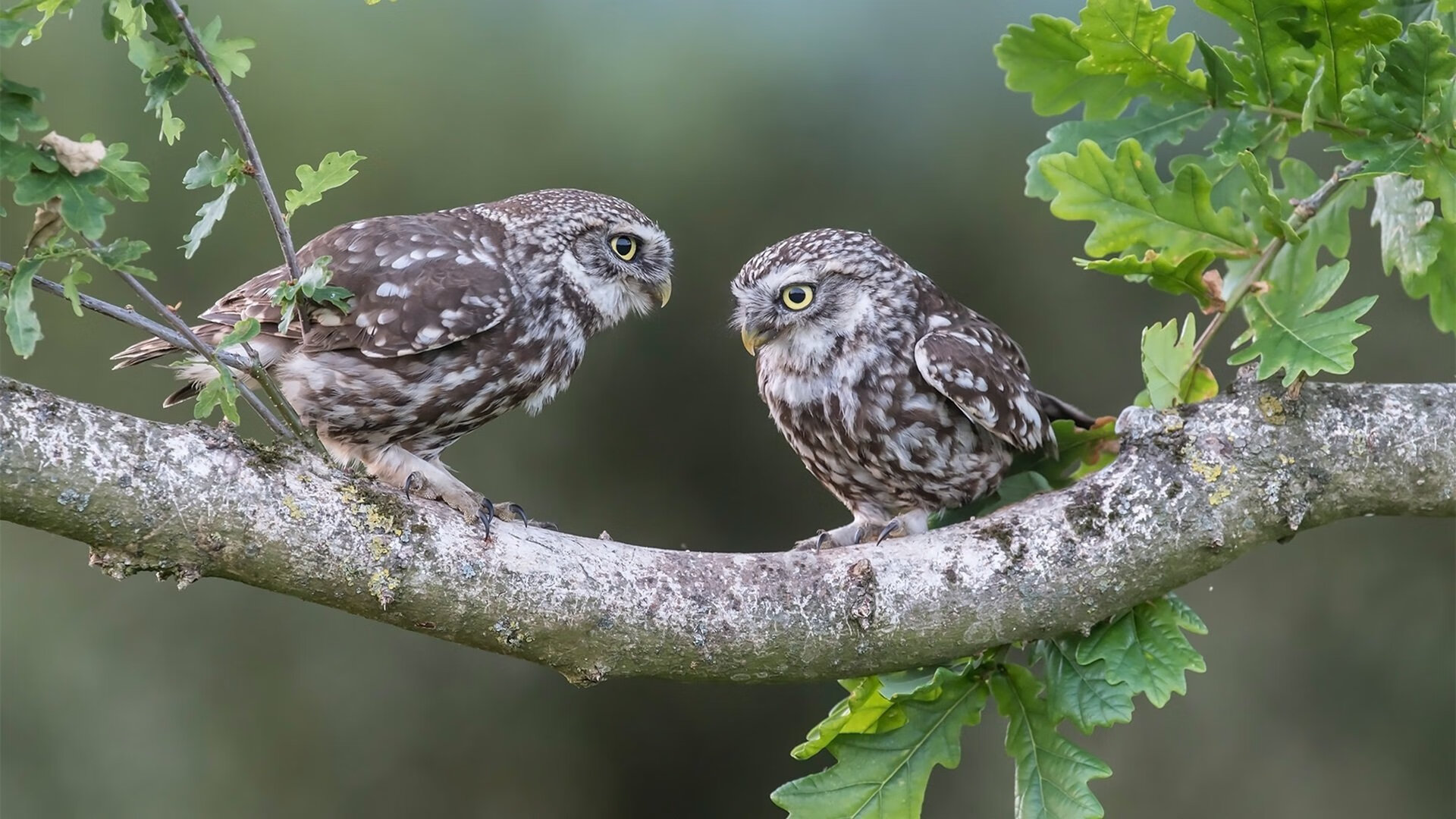 平行时空的紫金风暴，当2002年国王在总决赛横扫开拓者