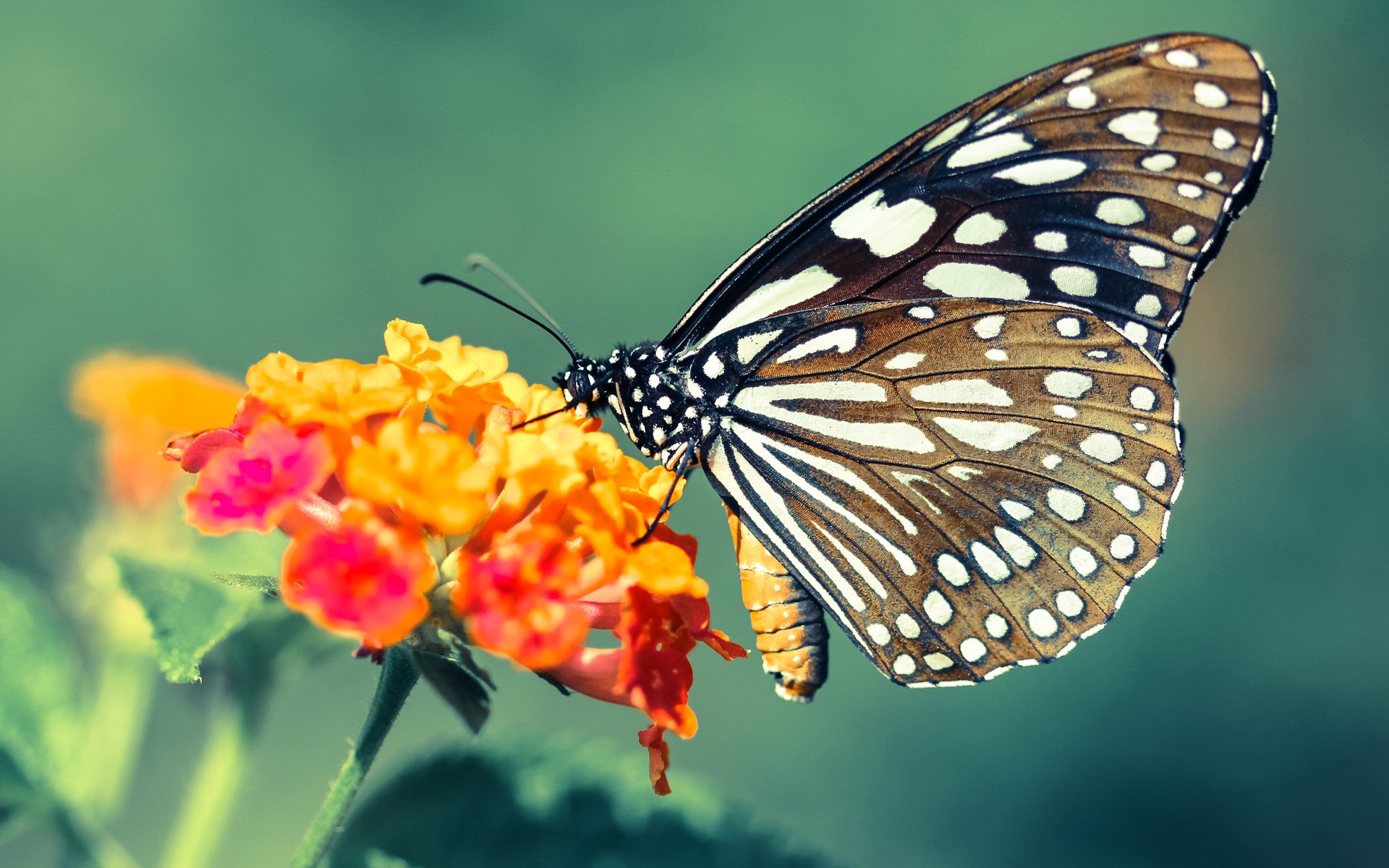 巨幕下的磐石，斯通斯，舞台越大越强