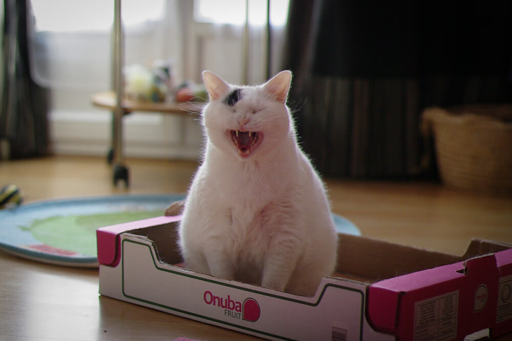 楚阿梅尼稳定输出不掉线，那不勒斯友谊赛力克乌拉圭的战术启示