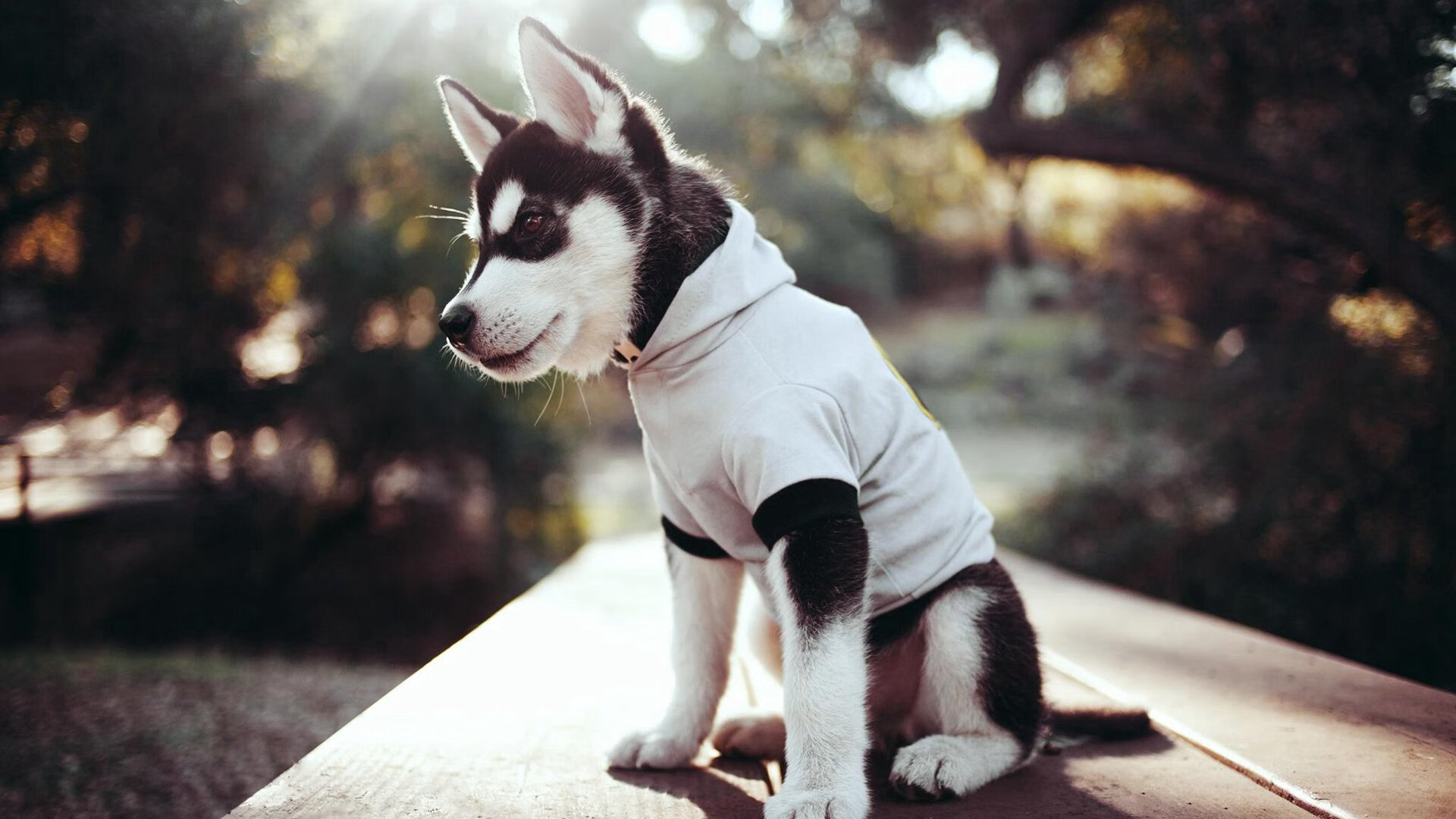 葡萄牙的收割战术，当门迪化身进攻端的血色镰刀