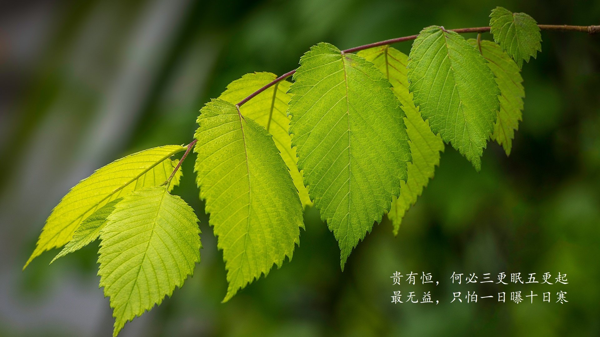 红潮席卷橙衣军团，西班牙风暴横扫荷兰，维尼修斯独舞点燃2026世界杯H组最强战